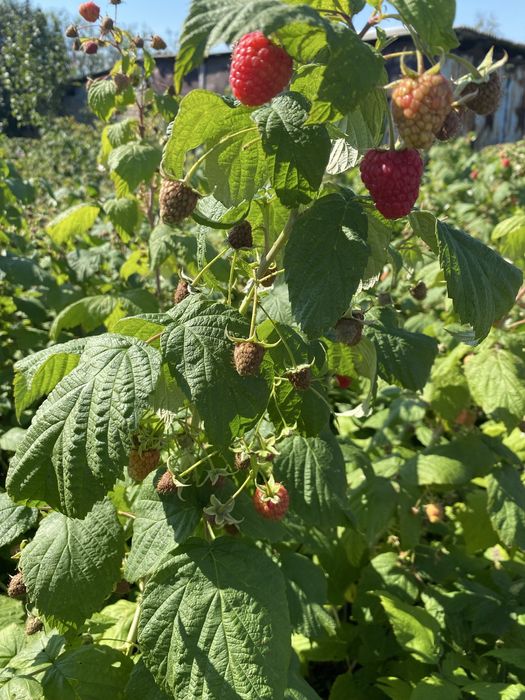 Продам  частный дом