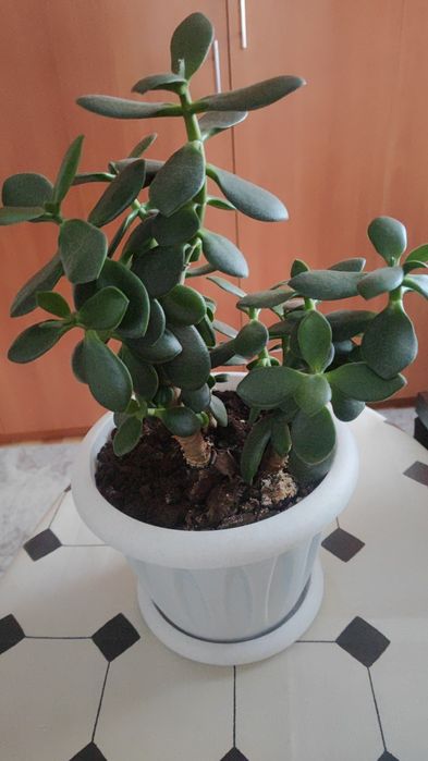 Денежные деревья