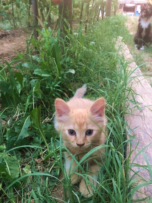 Подарявам котенца