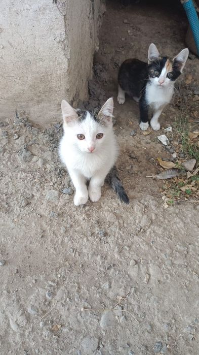 Котята  животные