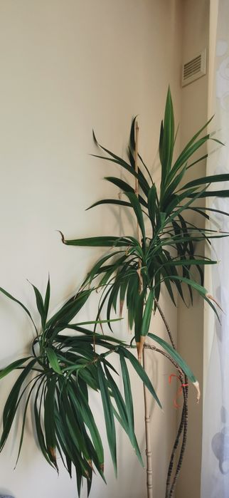 Стайна палма драцена