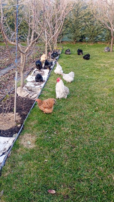 Oua cochinchina pitic