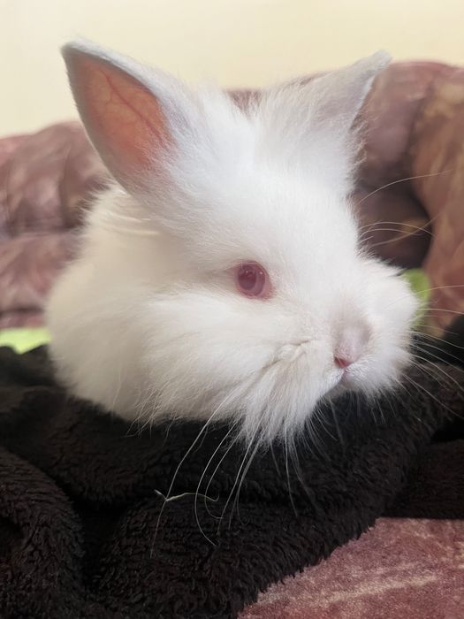 Зайче на два месеца