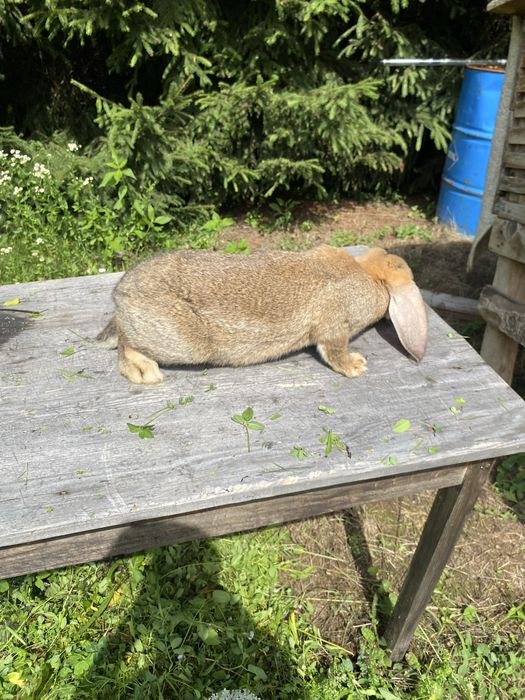 Vand iepuri berbec german