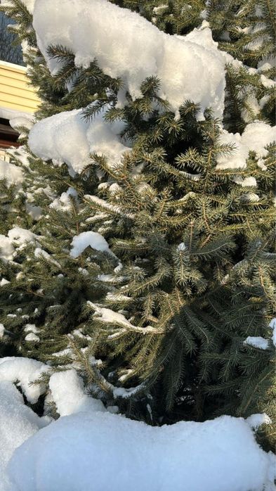 Продам Елку