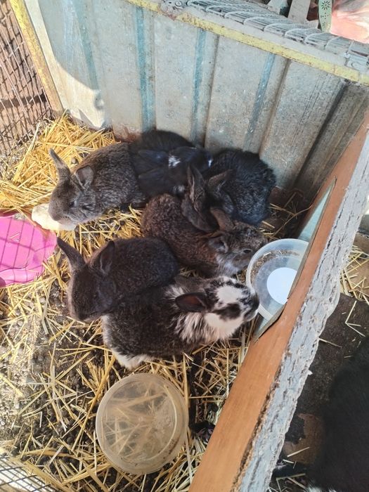 Крольчата  1,5 месяца