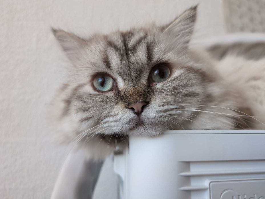 Мъжки котарак за Разплод