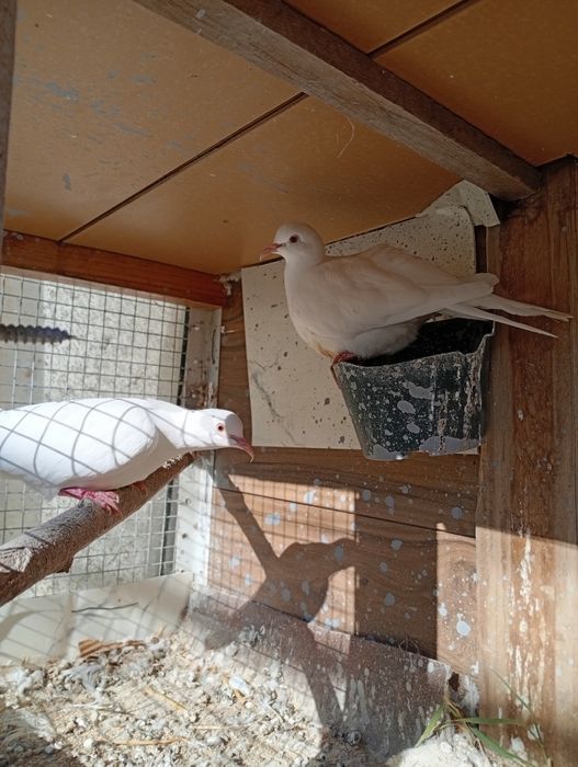 Смеещи се Гугутки