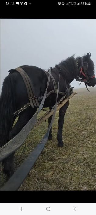 Vând cal  bun cuminte