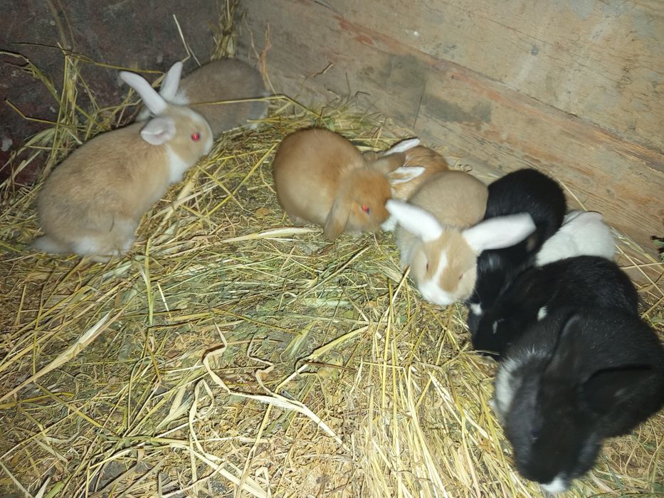 Карлик куенчалар сотилади.35.. 40 кунликлар.4 Таси СПЛИТ.4 та  панда