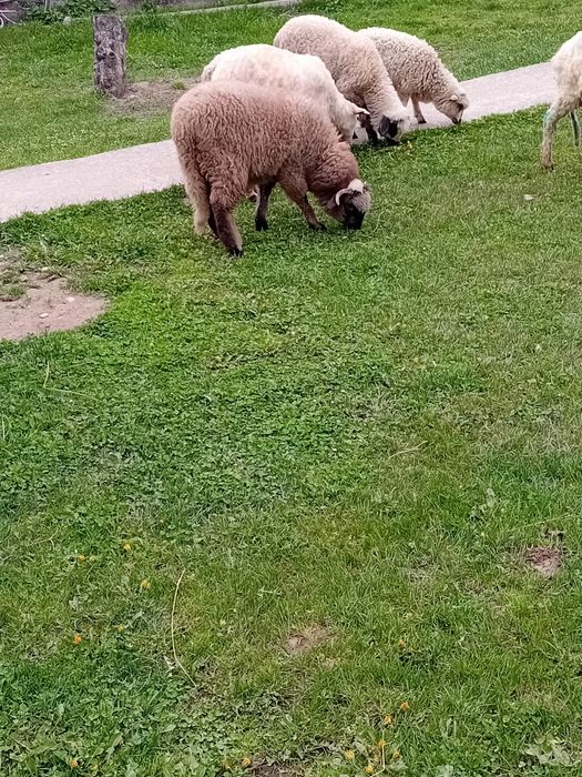Vând 2 oi și 4 mieluțe