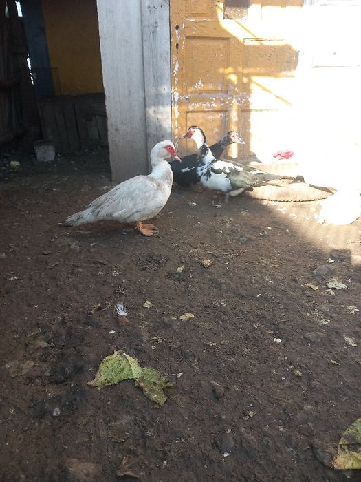 Vând sau schimb rațe lesești cu prepelițe