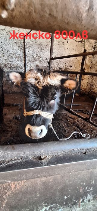 Телета 2 мъжки и 2 женски варненско