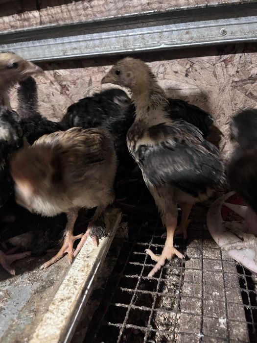 Тауық балапандары