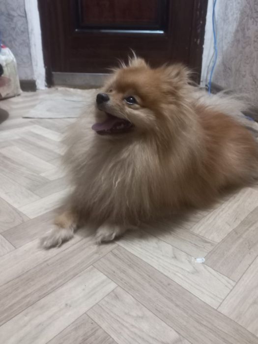 Предлагается для вязки кабель померанского шпица мини