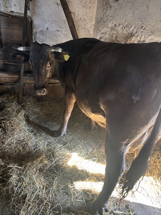 Vand vaca gestanta in luna a noua