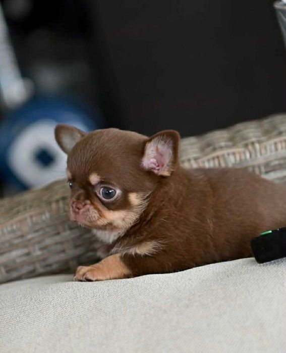 Женско мини чихуахуа шоколадов тен