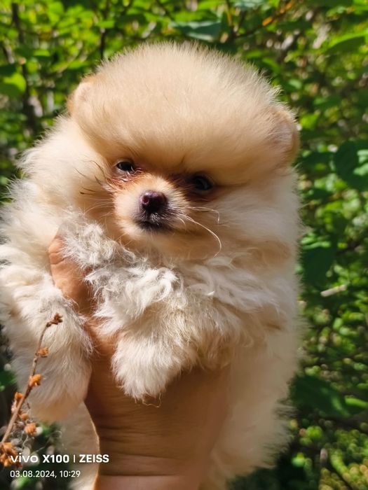 Продам щенков шпица.