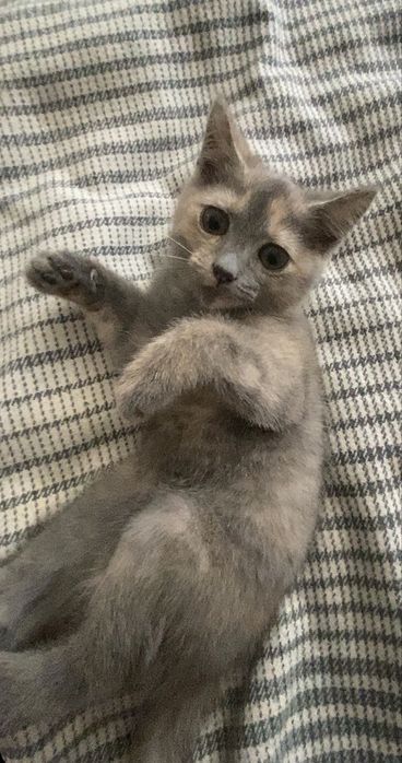 Милая кошечка ищет добрый дом