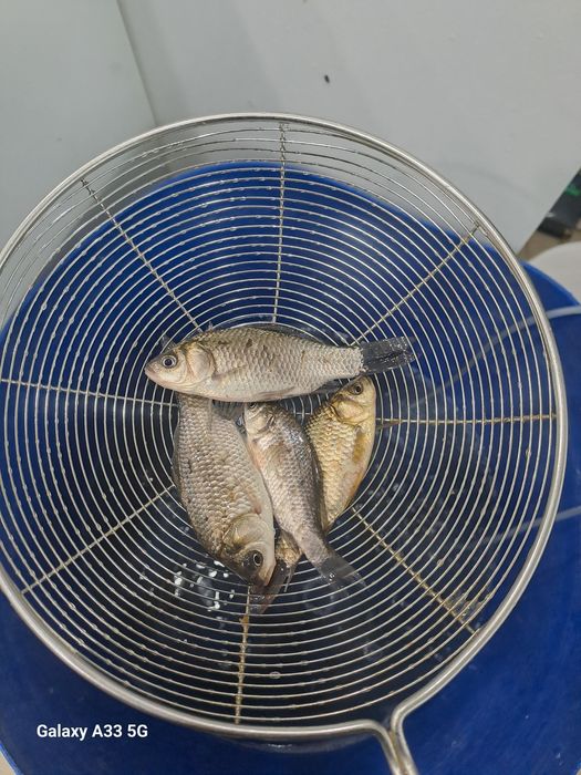 Карасик 7-10 см  для зимней рыбалки