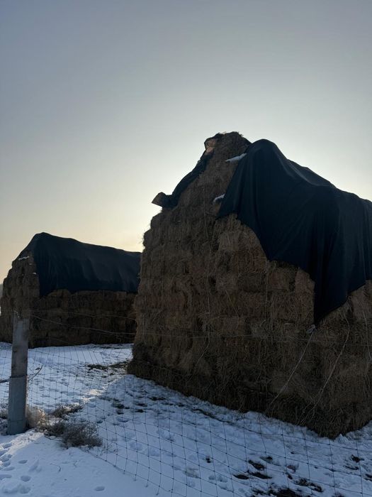 Люцерна сено 2-3 укос