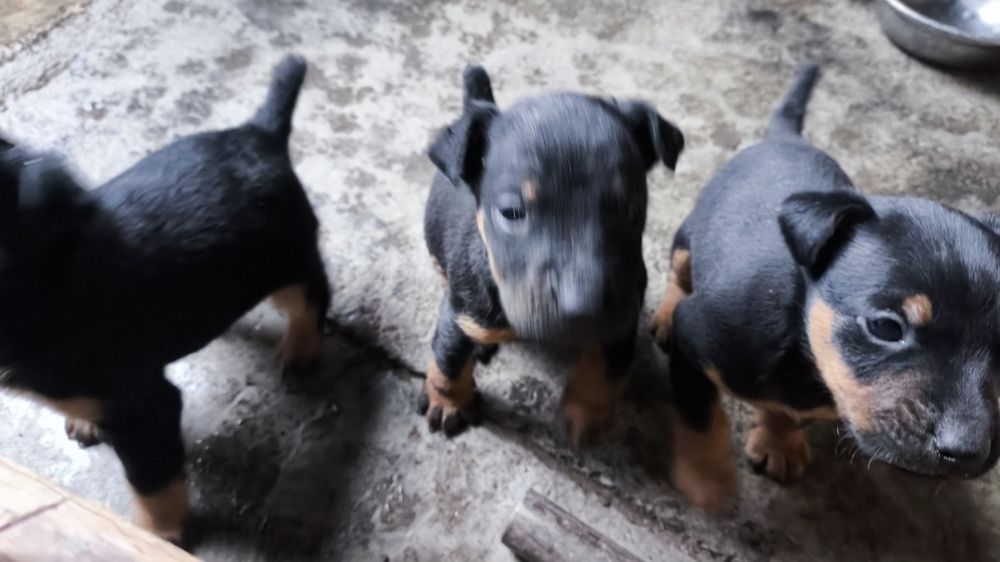 Щенки ягдтерьера