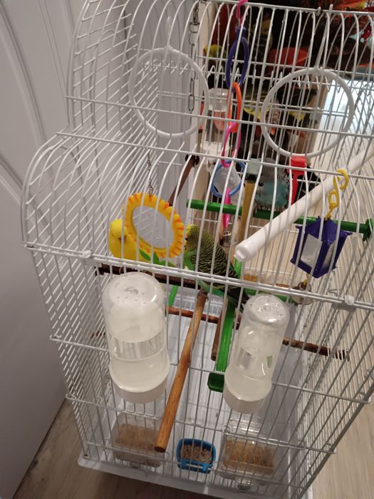 Вълнисти папагали