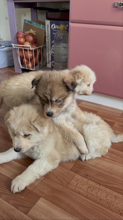 Продам щенят Хаски