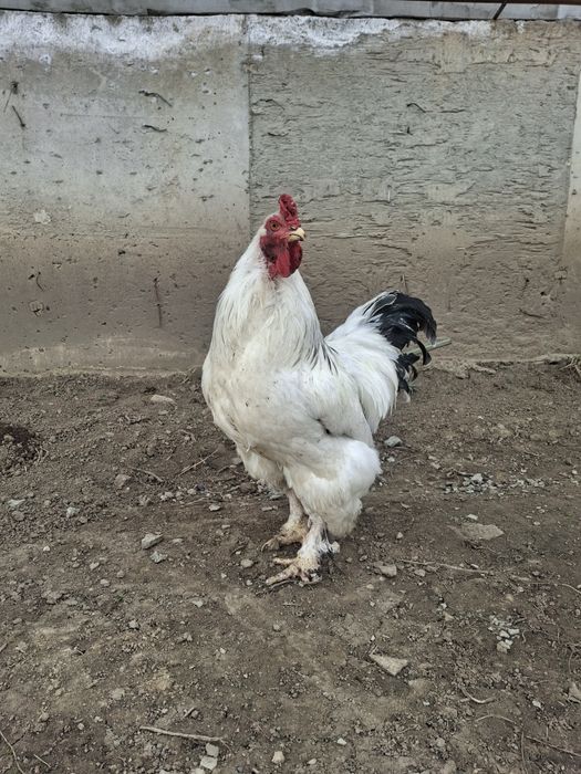 Брама кораз сатылады