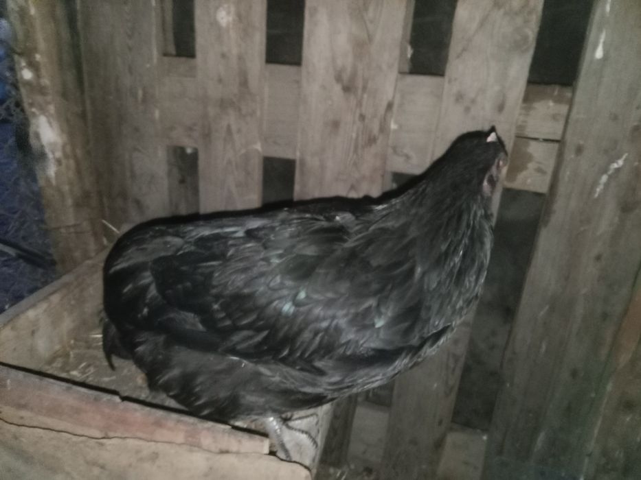 Продам две курицы породы австралоп