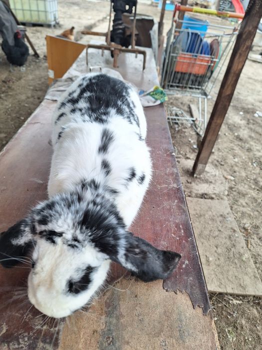 Iepure femela la 5.6 kg