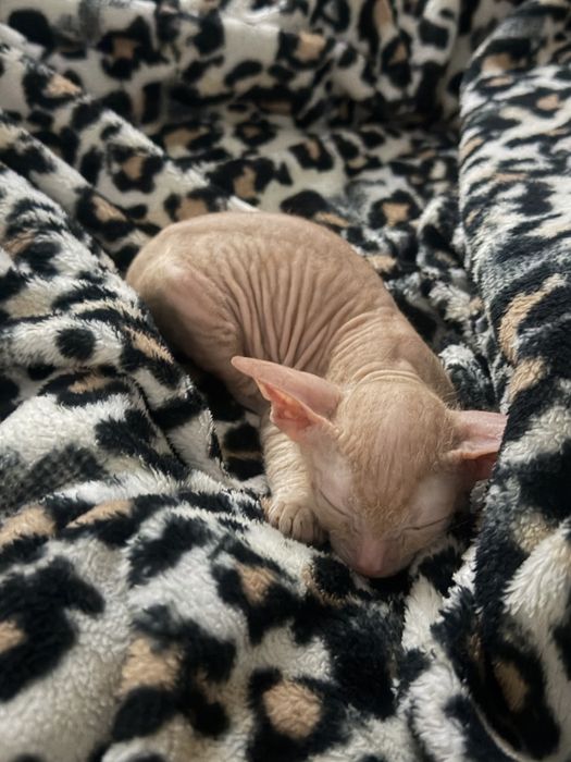Котенок велюровый донской сфинкс