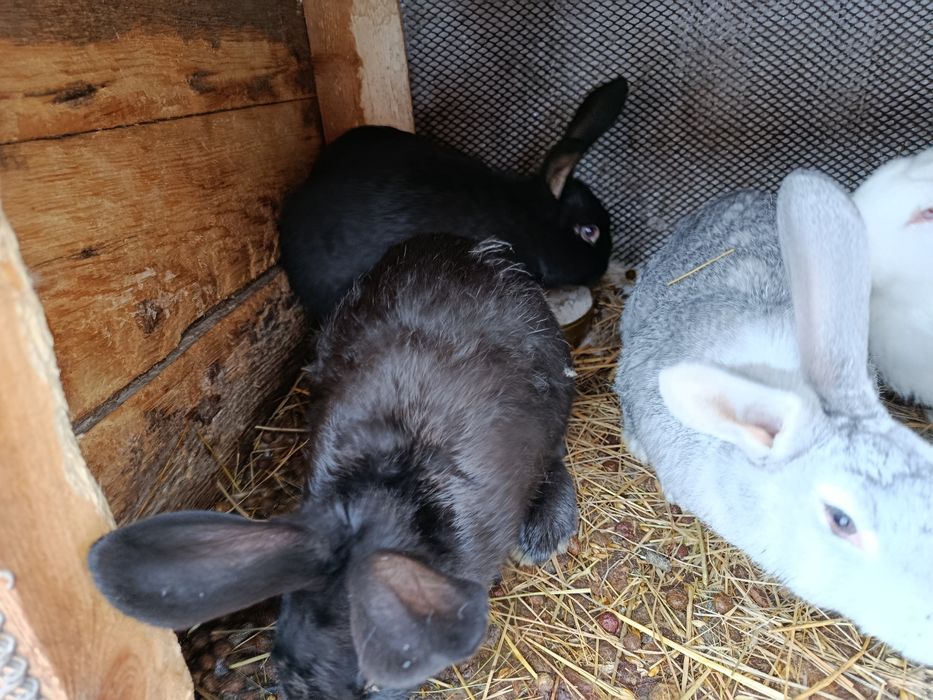 Продам кроликов!