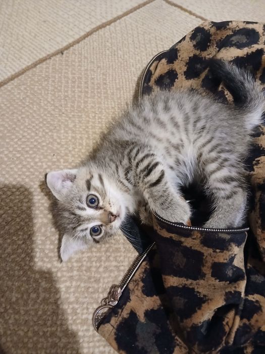 Отдаю в хорошие руки котят