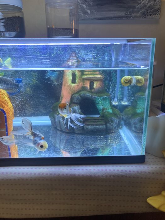 Продам аквариум с рыбками