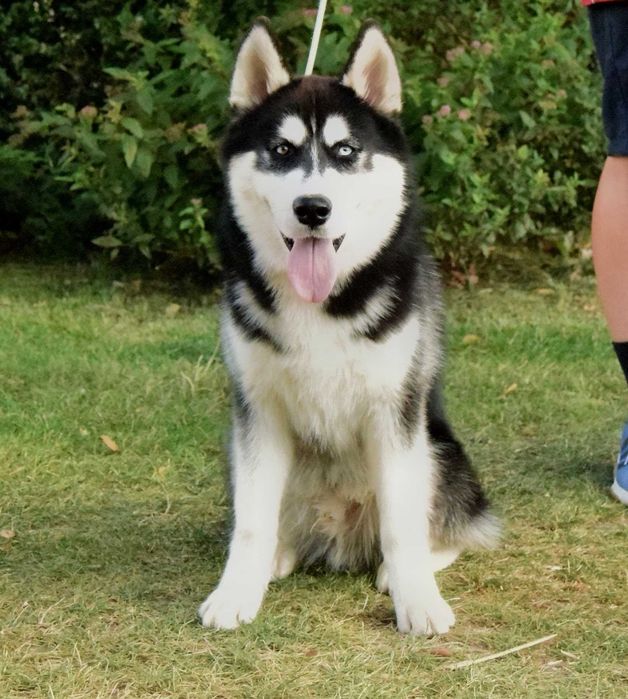 Pui Husky Siberian, părinți multipli campioni!