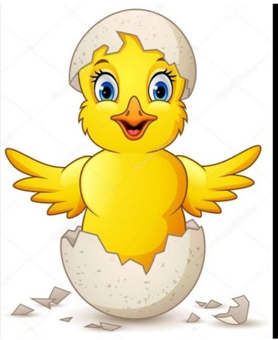 Япон товук тухимлари жужа очириш учун