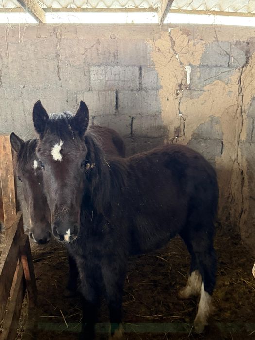 Жабағылар сатылады!