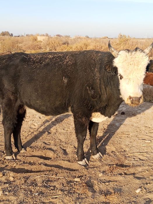 Бука сатыладыыыы