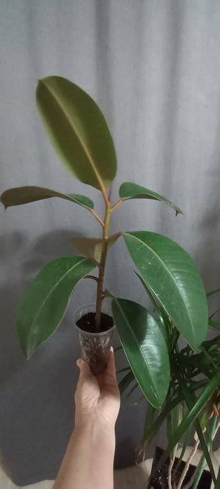 Комнатный цветок