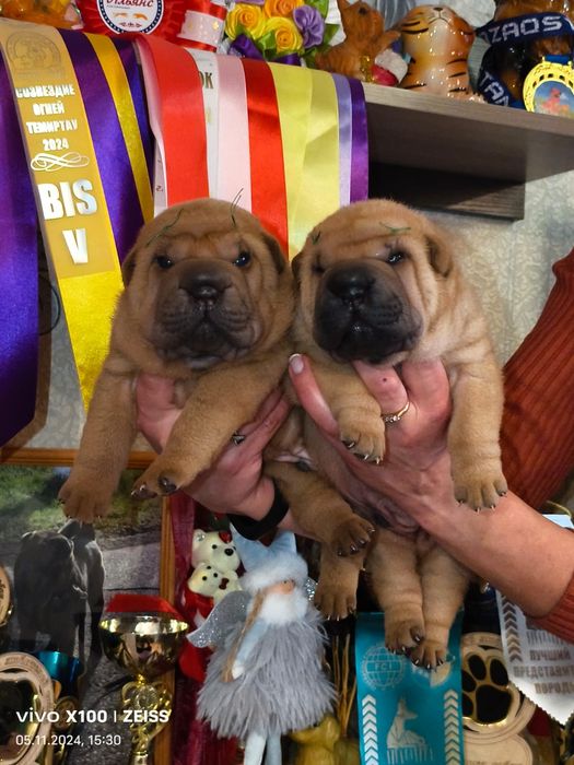 Очаровательные шарпейчики.