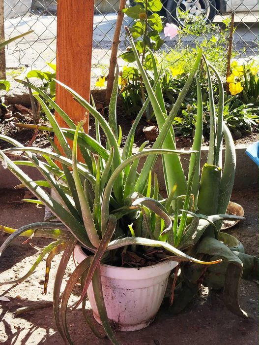 Алое Вера  - бижу от природата