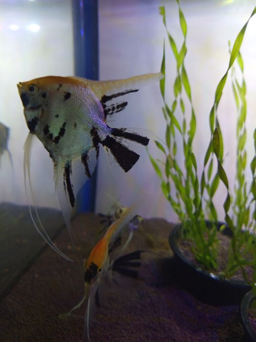 Продам скаляри Кой