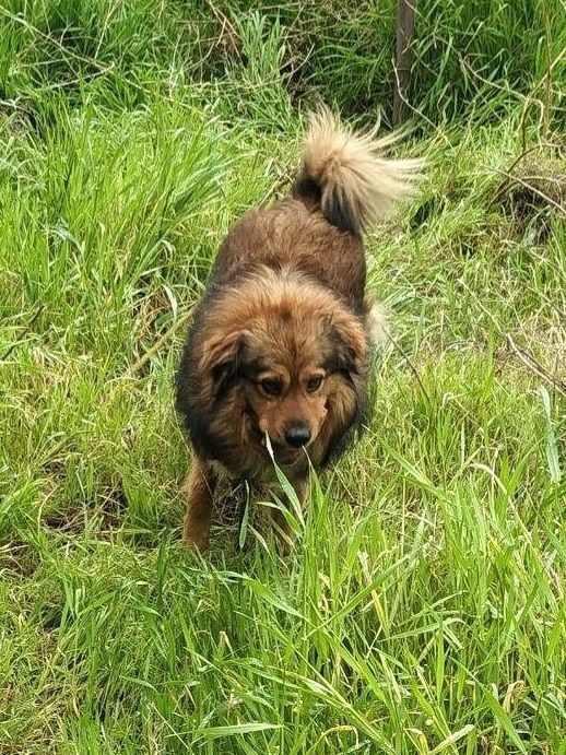 Пёсик срочно ищет дом