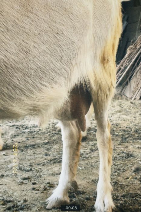 Ешкі сатылады бағасы 120к