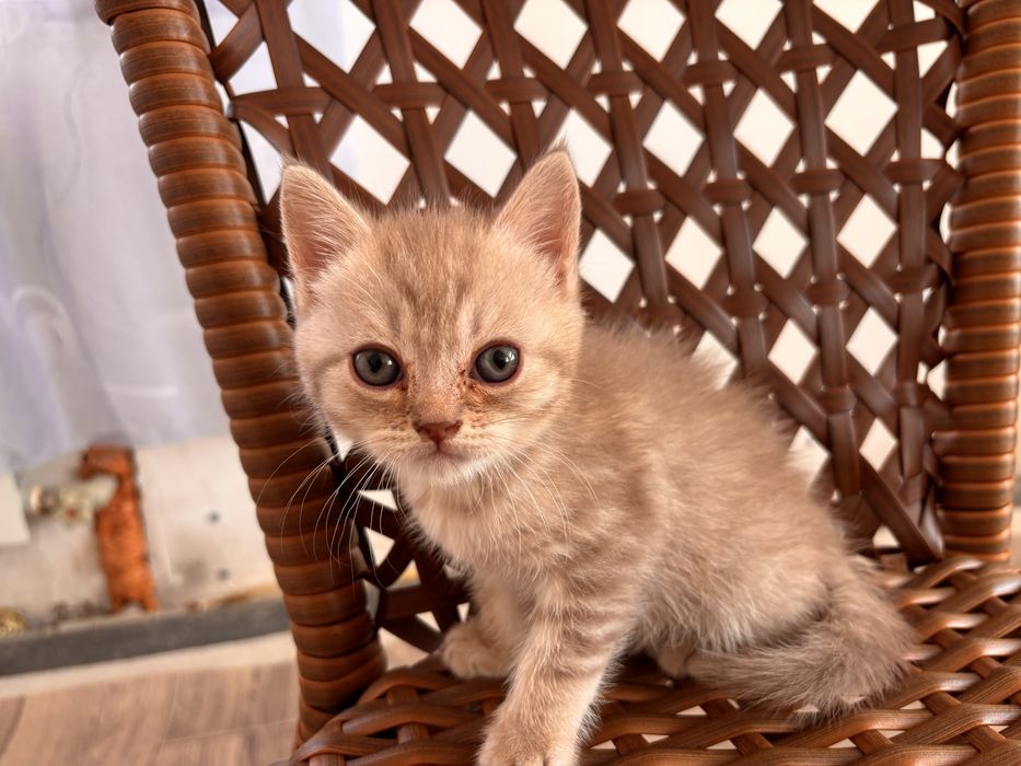 продам шотландских котят