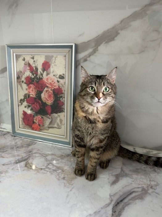 Кошечки в добрые руки!