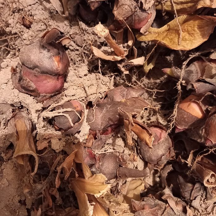 Продам корешки цветов Каны