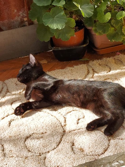 Отдам кошечку в добрые руки