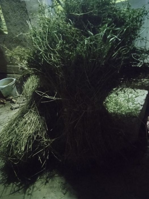 Тез ва арзон нархда беда сотилади, манзил Пешку Тумани Коракалпок МФЙ